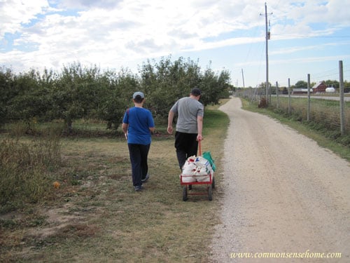 harvesting apples at a local archard