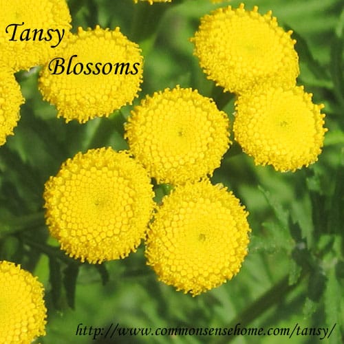 tansy-blossoms