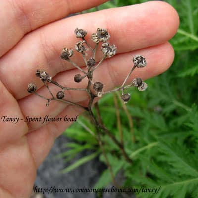 spent tansy blossoms