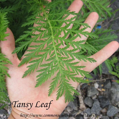 tansy-leaf