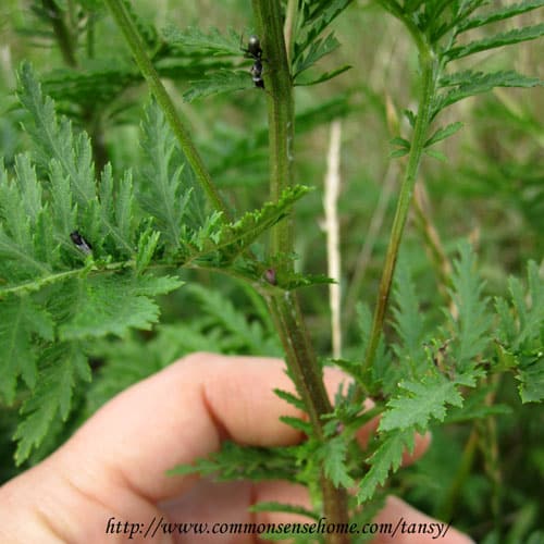 tansy-plant