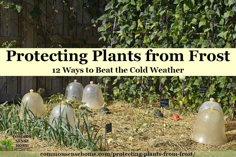 plastic cloches for cold weather plant protection