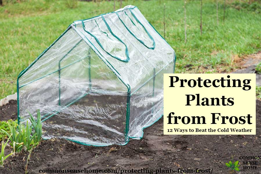 small plastic greenhouse for frost protection