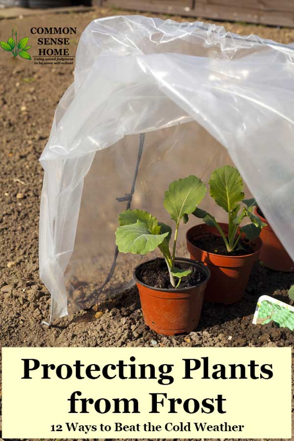 protecting broccoli plants from frost with plastic low tunnel