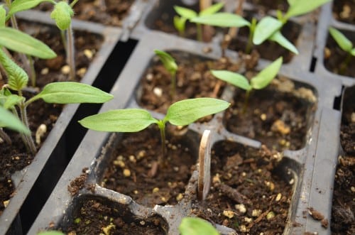 Extend Your Growing Season - how to use seed starting, microclimates, raised beds, cold frames and greenhouses for season extension in your garden.