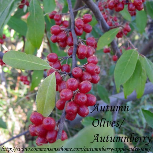 autumn-olive