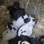 baby black and white rabbits in a nest of straw lined with rabbit fur