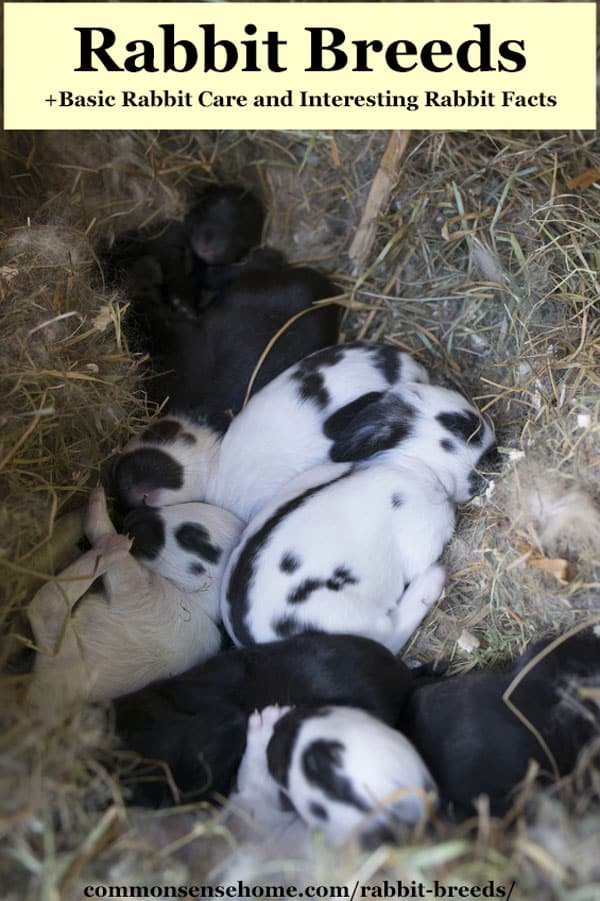 baby black and white rabbits in a nest of straw lined with rabbit fur
