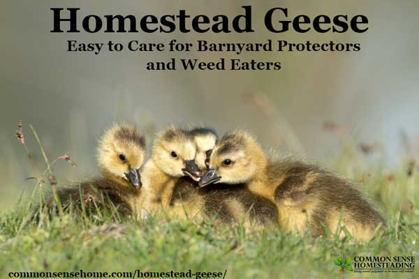 Homestead Geese - Which Goose Breed Should I Get? When Should You Get Geese? What Do Geese Need for Shelter & Food? Are Geese Aggressive?