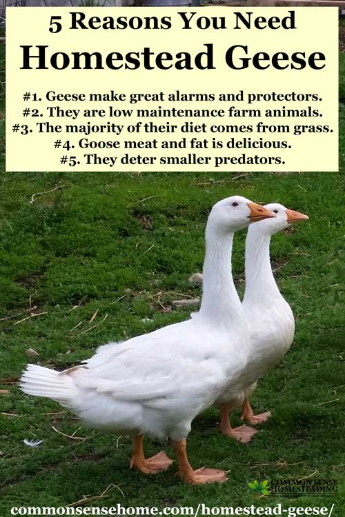 Homestead Geese - Which Goose Breed Should I Get? When Should You Get Geese? What Do Geese Need for Shelter & Food? Are Geese Aggressive?