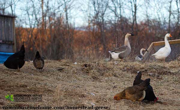 Homestead Geese - Which Goose Breed Should I Get? When Should You Get Geese? What Do Geese Need for Shelter & Food? Are Geese Aggressive?