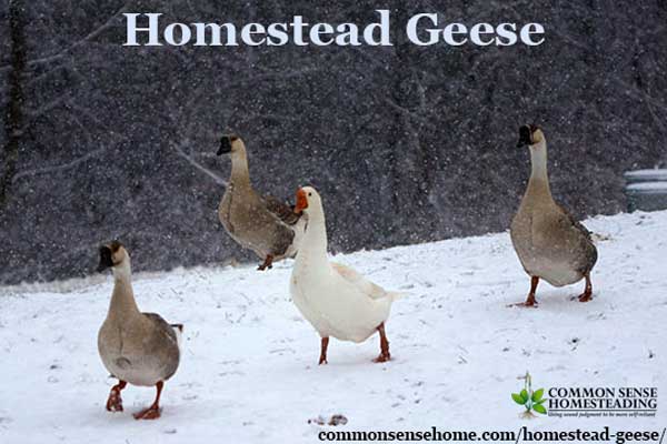 Homestead Geese - Which Goose Breed Should I Get? When Should You Get Geese? What Do Geese Need for Shelter & Food? Are Geese Aggressive