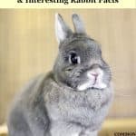 dwarf rabbit for pet rabbit breed