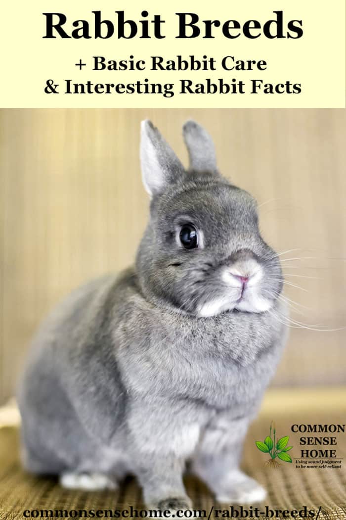 Rabbit Breeds, Basic Rabbit Care and Interesting Rabbit Facts