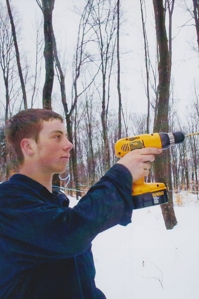 Using a cordless drill to tap maple trees