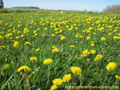 Learn Herbalism with the Herbal Academy of New England