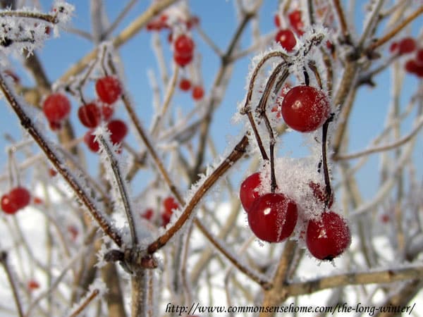 highbush-cranberry-winter