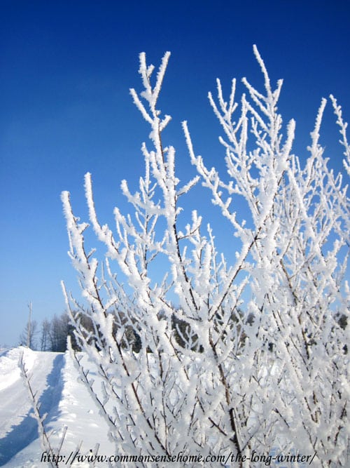 hoarfrost-in-winter