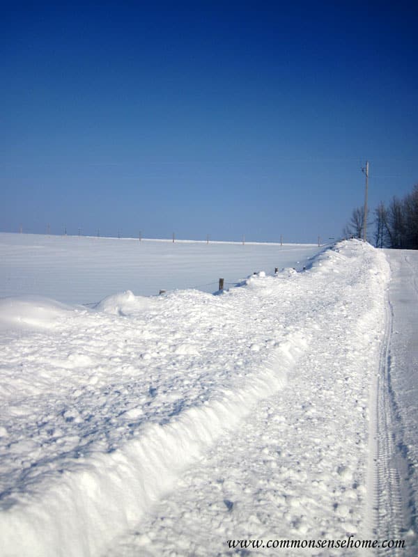 snow-fenceline