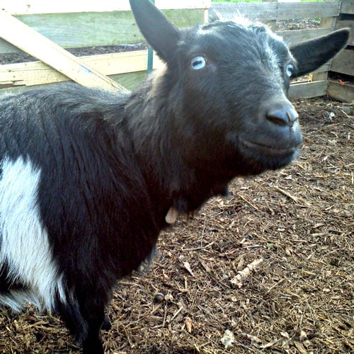 Nigerian Dwarf Dairy Goat - Keeping Homestead Dairy Goats