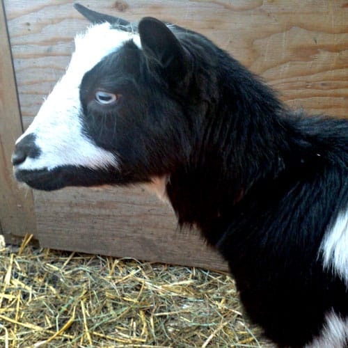 Nigerian Dwarf Dairy Goat - Keeping Homestead Dairy Goats