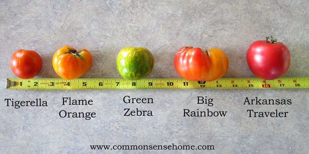 Comparison of different types of slicing tomatoes