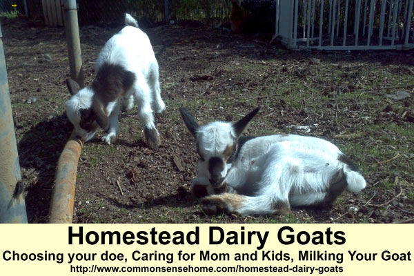 Keeping Homestead Dairy Goats - Choosing Your Doe, Caring for Mom and Kids, Milking Your Goat. #goats