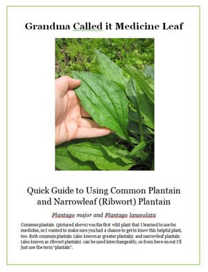 Grandma Called it Medicine Leaf