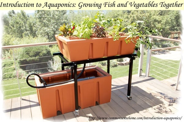 aquaponics-basics