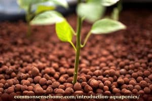 Can you do aquaponics with trout How to Grow Aquaponic Carrots