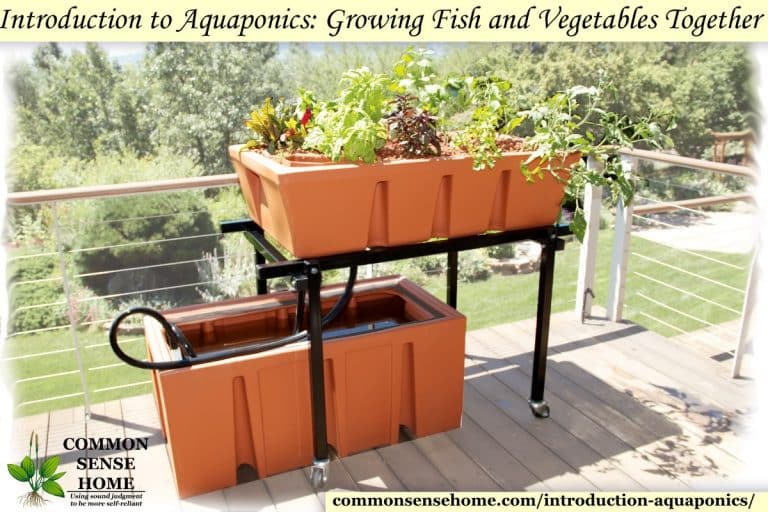 Introduction to Aquaponics: Growing Fish and Vegetables Together