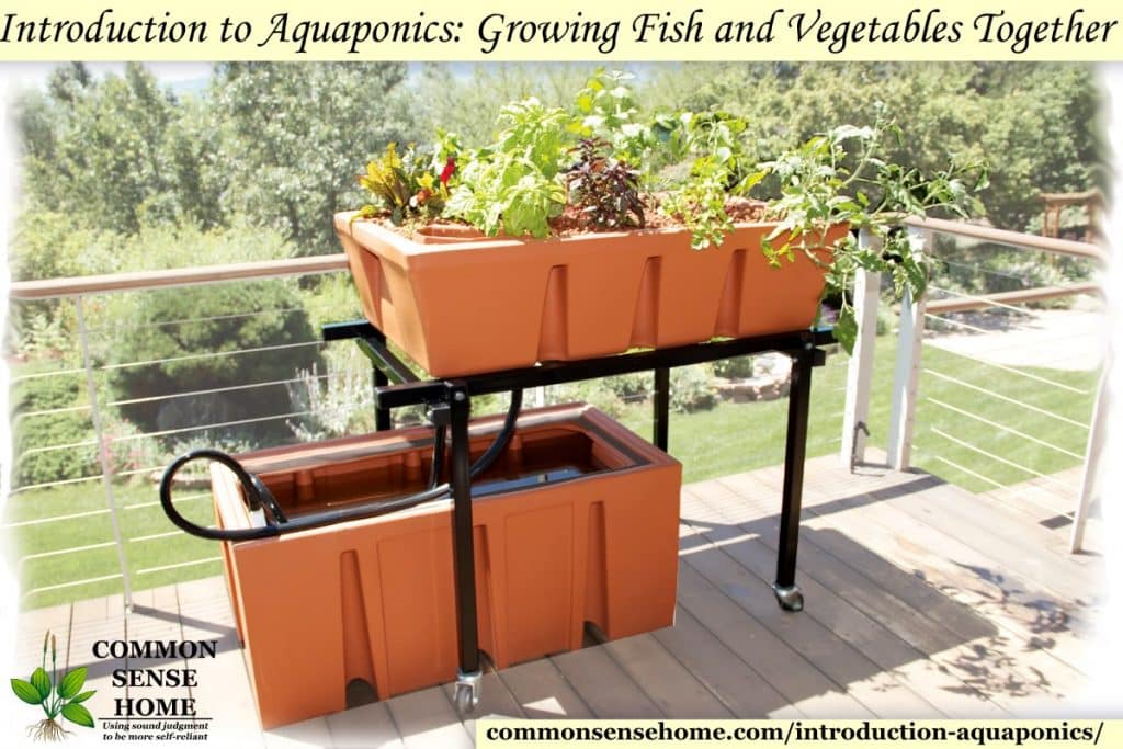 using trout in aquaponics