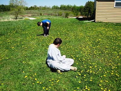 two boys picking dandelion flowers to make dandelion wine
