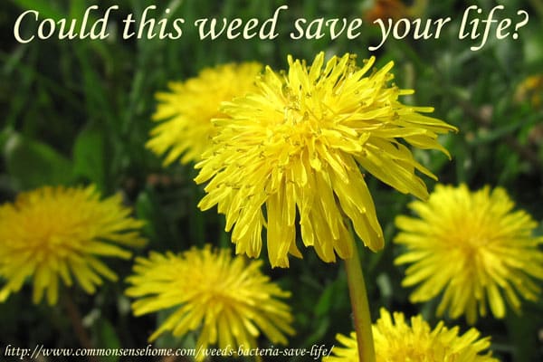 What if I Told You Weeds and Bacteria Could Save Your Life?