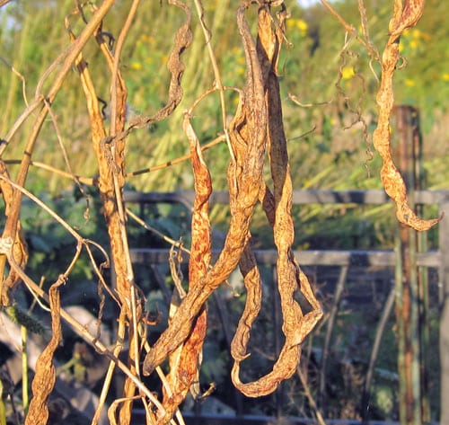 Close up of dried pole beans