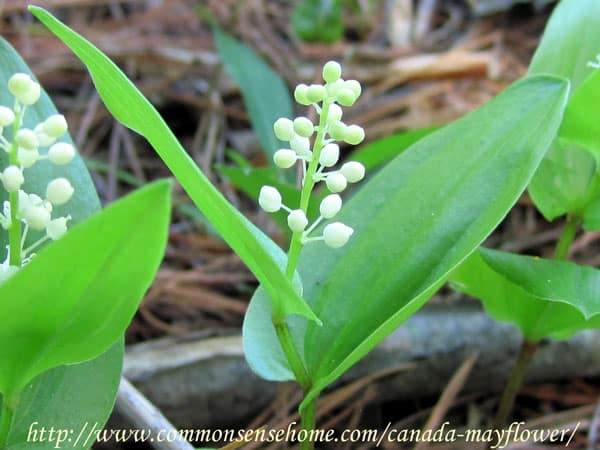 Canada Mayflower - Maianthemum canadense - Weekly Weeder #46 - Range and Identification, Uses as Wildlife Habitat, and for Food and Medicine. #wildcrafting