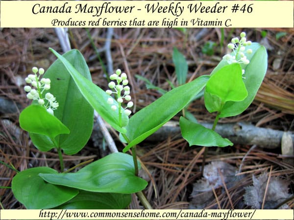 Canada Mayflower - Maianthemum canadense - Weekly Weeder #46 - Range and Identification, Uses as Wildlife Habitat, and for Food and Medicine. #wildcrafting