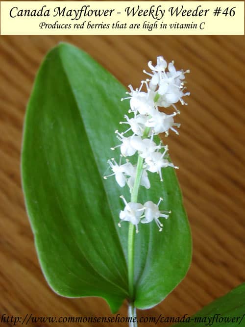 false-lily-of-the-valley