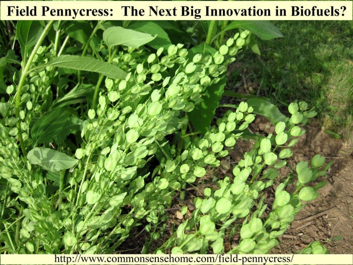 Field Pennycress - range and identification, wildlife uses, uses for food and medicine, potential as the next big biofuel crop.