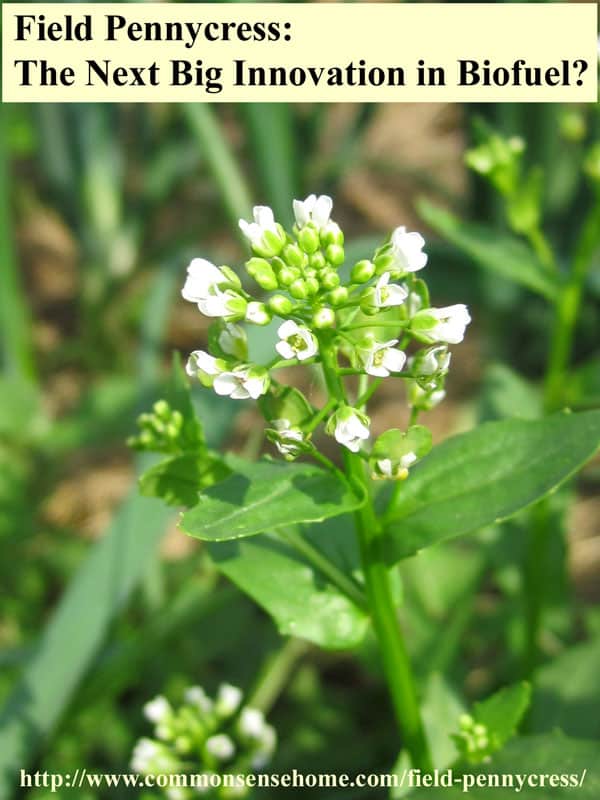 Field Pennycress - range and identification, wildlife uses, uses for food and medicine, potential as the next big biofuel crop.