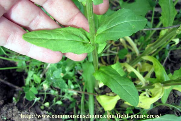 Field Pennycress - range and identification, wildlife uses, uses for food and medicine, potential as the next big biofuel crop.