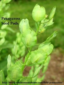 pennycress-seed-pods