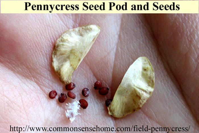 Field Pennycress - range and identification, wildlife uses, uses for food and medicine, potential as the next big biofuel crop.