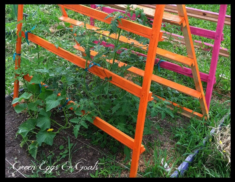 Pallet tomato trellis