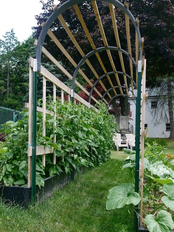 wood and metal trellis for vertical vegetable gardening