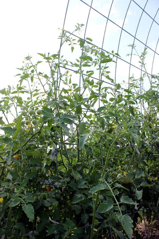 Cattle panel tomato trellis