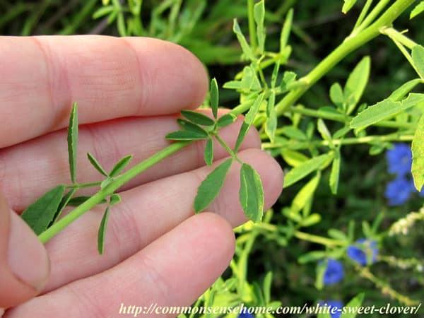 White Sweet Clover - Melilotus alba - Weekly Weeder #49 - Range and Identification; use as wildlife habitat; medicinal, food and other uses.