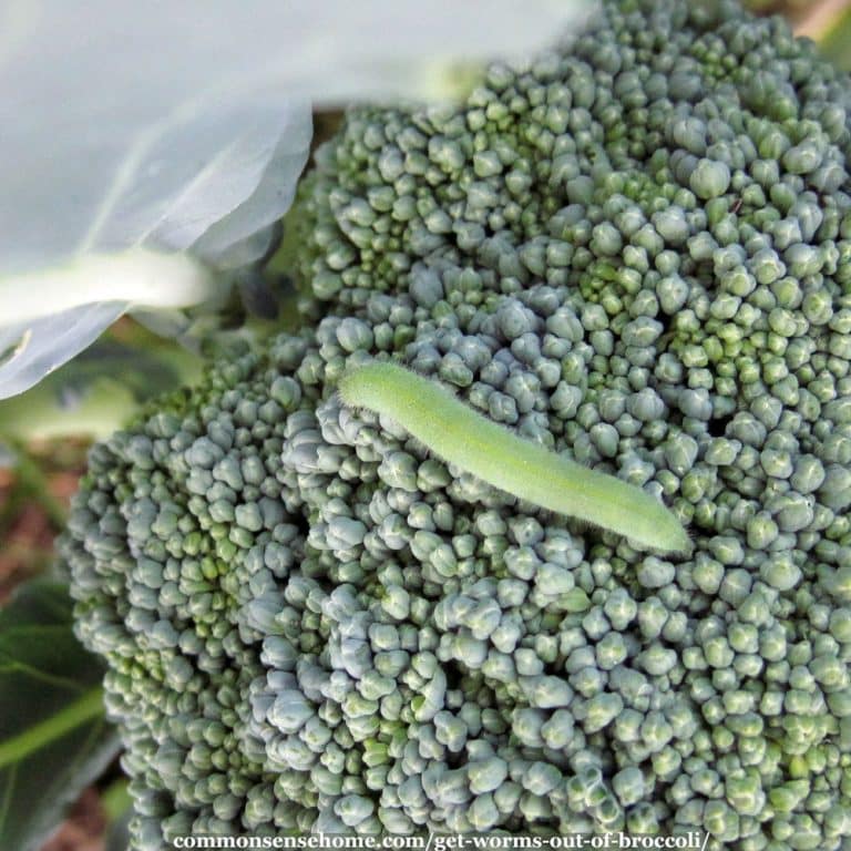 No More Broccoli Worms – The Easiest Way to Get Worms Out of Broccoli