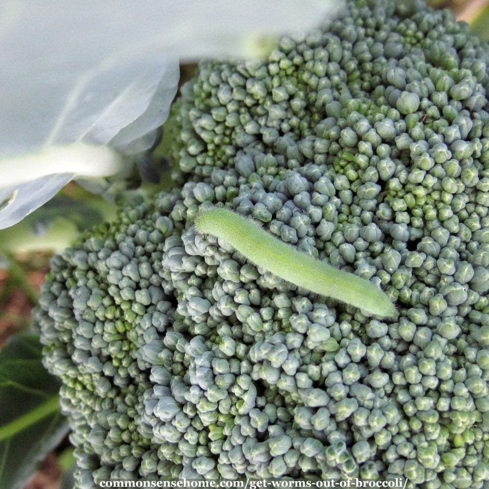 broccoli worm on broccoli plant