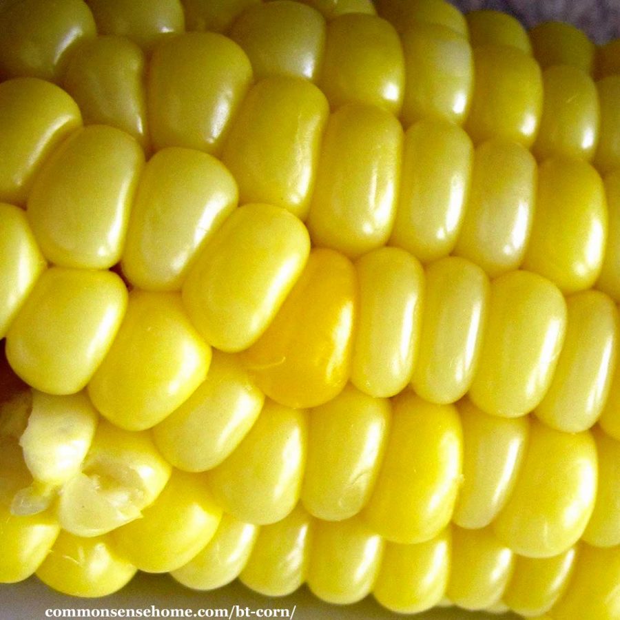 bt corn closeup of corn kernals